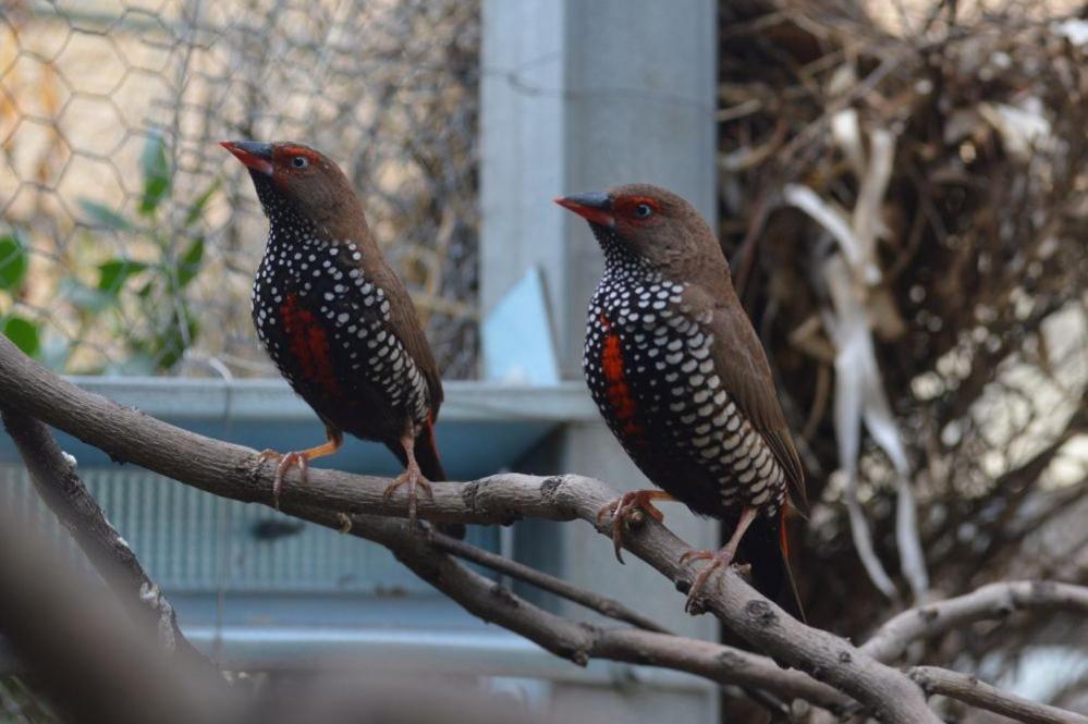 רנמארק Paringa Caravan Park מראה חיצוני תמונה